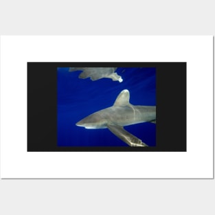 Oceanic White Tip Shark Reflections Posters and Art